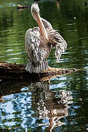 赛车模拟游戏《Project Motor Racing》2025年11月25日发售 预购已开启